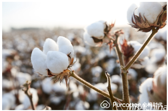 一朵棉花 一种自然 全棉时代带你领略自然之美 Mba中国网